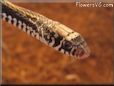  garter snake