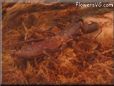 whiptail scorpion