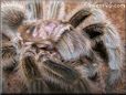 rose hair tarantula