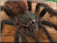 pink toe tarantula spider with green hair