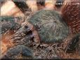 pink toe tarantula spider