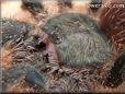 pink toe tarantula spider