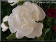 white carnation flower