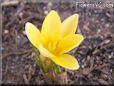 yellow crocus flower