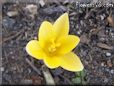 yellow crocus flower