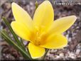 yellow crocus flower
