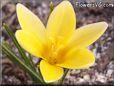 yellow crocus flower