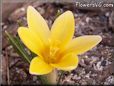 yellow crocus flower