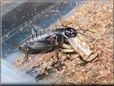 black cricket eating brown cricket