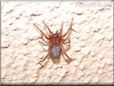 sow bug killer spider