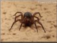 sow bug killer spider