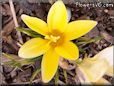 yellow crocus flower