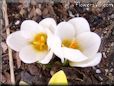 white crocus  flower