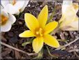yellow crocus flower