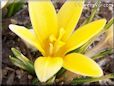 yellow crocus flower