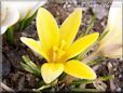 yellow crocus flower