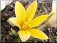 yellow crocus flower