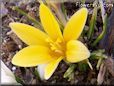 yellow crocus flower
