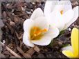 white crocus  flower