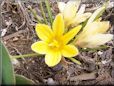 yellow crocus flower