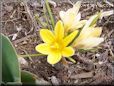 yellow crocus flower