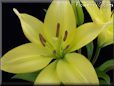 yellow lily flower