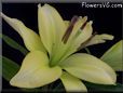 yellow lily flower