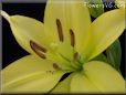 yellow lily flower