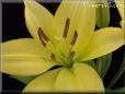 yellow lily flower