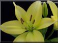 yellow lily flower