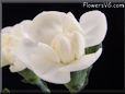 white carnation flower