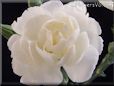 white carnation flower