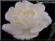 white carnation flower