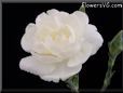 white carnation flower