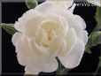 white carnation flower