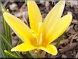 yellow crocus flower