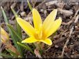 yellow crocus flower
