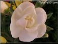 white carnation flower