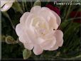 white carnation flower