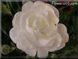 white carnation flower