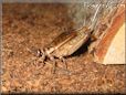 brown cricket