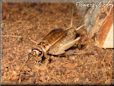 brown cricket