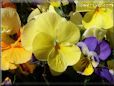 pansy flower