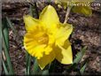 daffodil flower