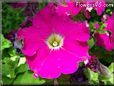 petunia flower