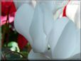white cyclamen pictures