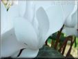 white cyclamen flower