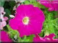 petunia flower