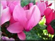 pink cyclamen flower