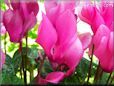 pink cyclamen flower